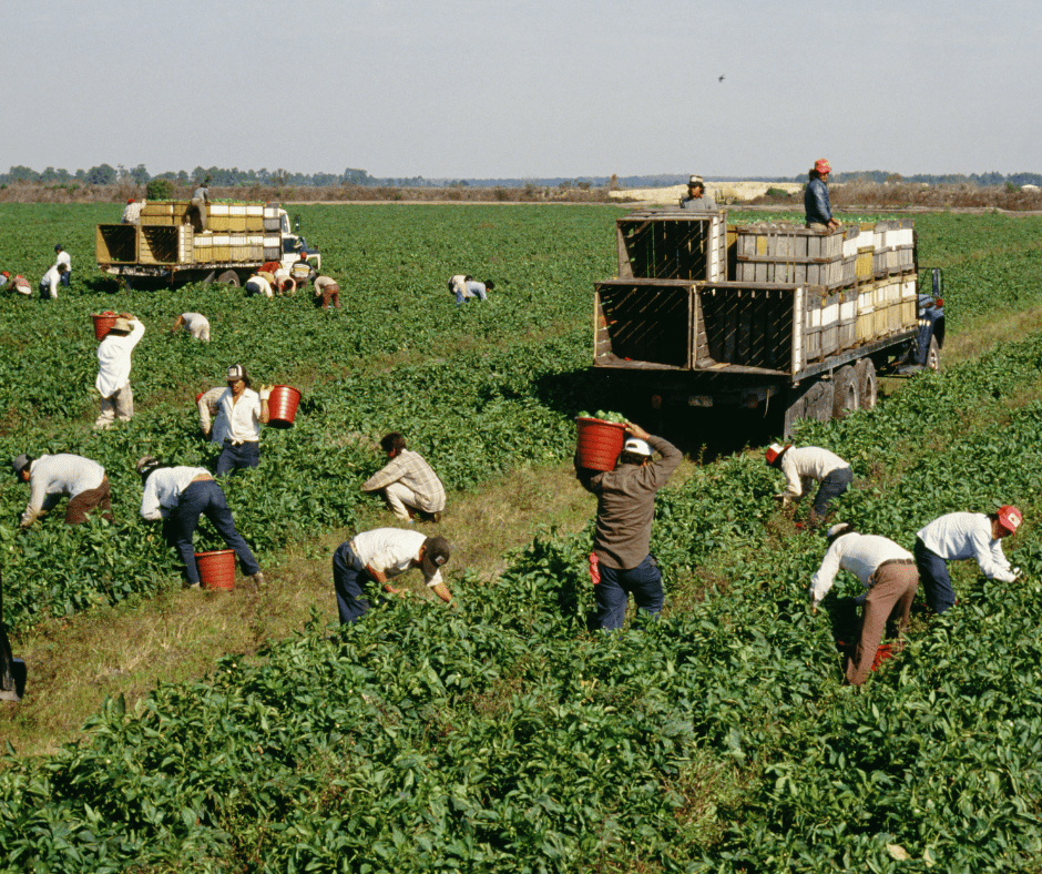 Les grandes centrales syndicales (CSD, CSN, CSQ et FTQ) ainsi que le Réseau d’aide aux travailleuses et travailleurs migrants agricoles du Québec (RATTMAQ) demandent au gouvernement de dépolitiser la gestion de l’immigration.